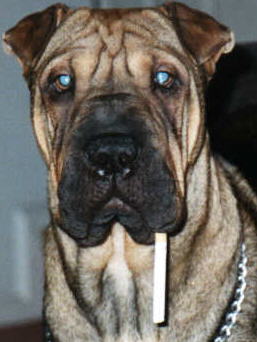 This is my doggy Yoda...yes, he is smoking a cigarette...addiction is hard to break..  I just thought he would look cute here.